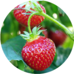 Pell Farm for strawberries and raspberries