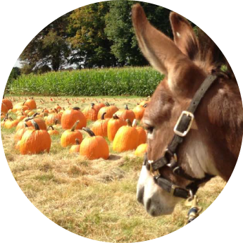 Visit Pell Farm's pumpkin patch