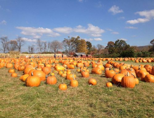 Eckert Pumpkin Patch Grafton Illinois - makeadventures