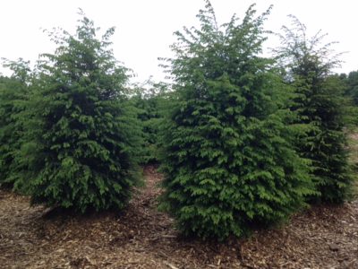 Hemlock - great for privacy hedges - Pell Family Farm