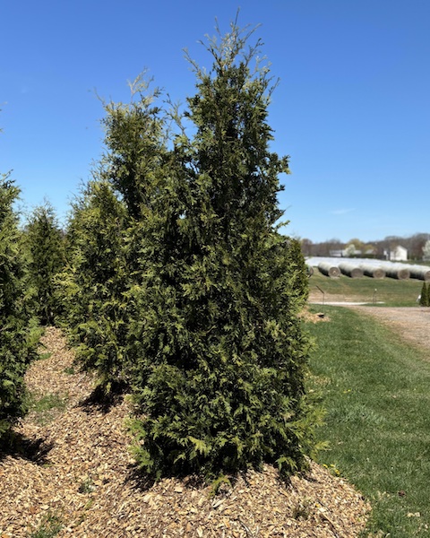 Dark American Arborvitae