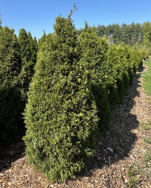 Emerald Green Arborvitae