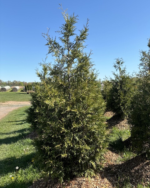 Green Giant Arborvitae